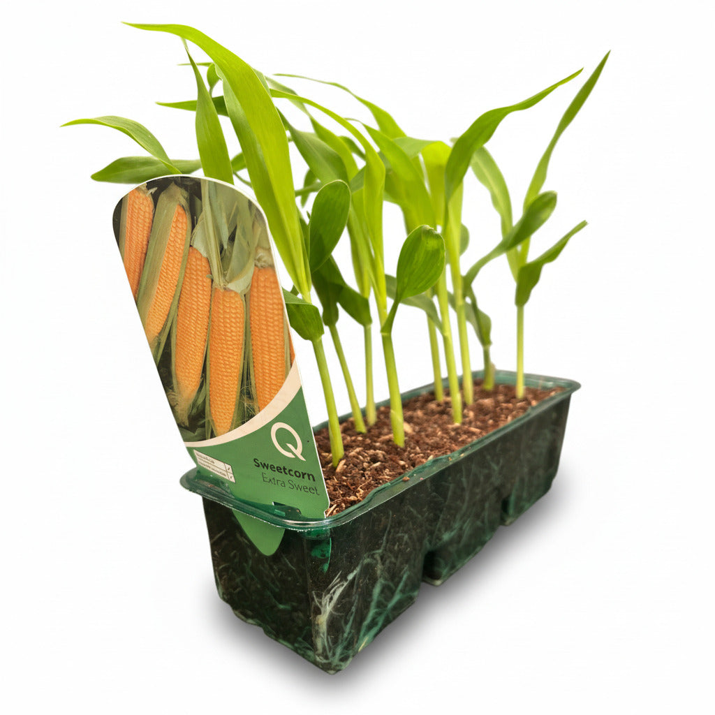 Sweetcorn Extra Sweet