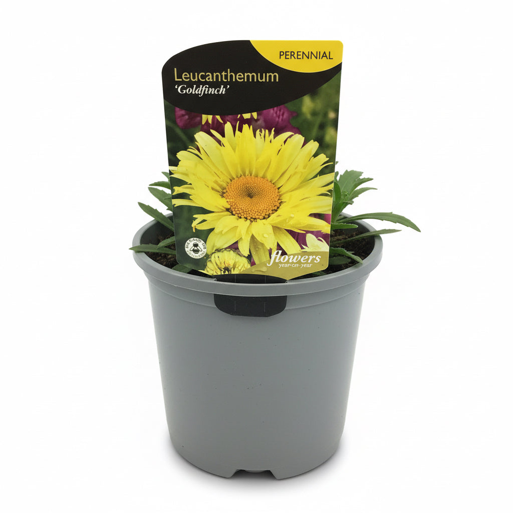 Leucanthemum Goldfinch