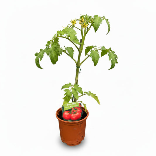 Tomato Super Marmande
