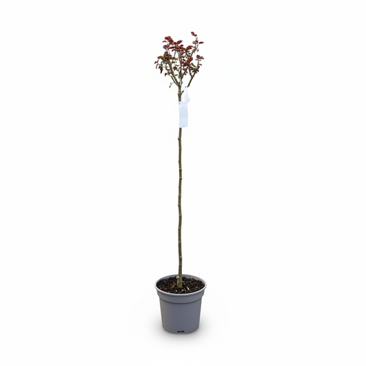 Rosa 'Nostalgia' (Standard)