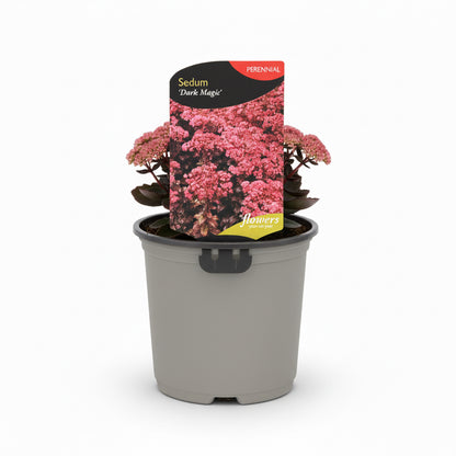 Sedum Dark Magic