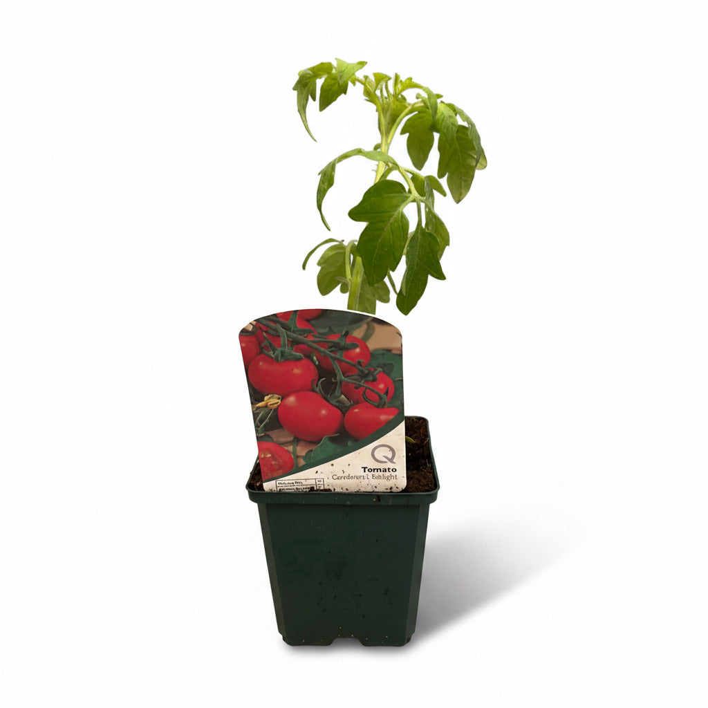 Tomato Gardeners Delight