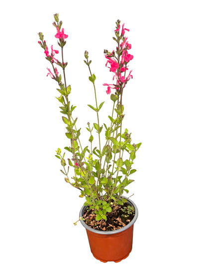 Salvia Hot Lips