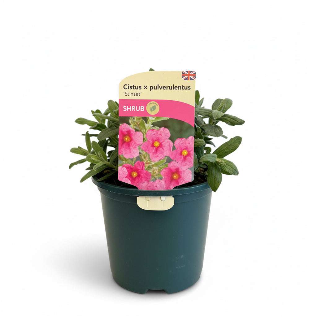 Cistus pulverulentus Sunset