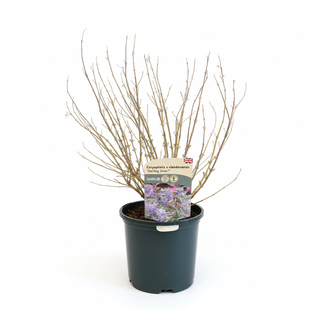 Caryopteris x clandonensis Sterling Silver