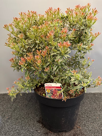 Pieris jap. 'Little Heath'