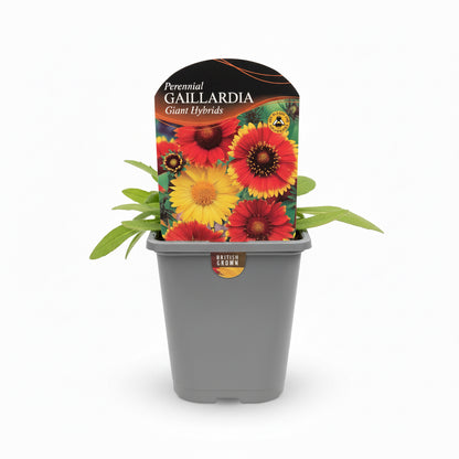 Gaillardia Giant Hybrids