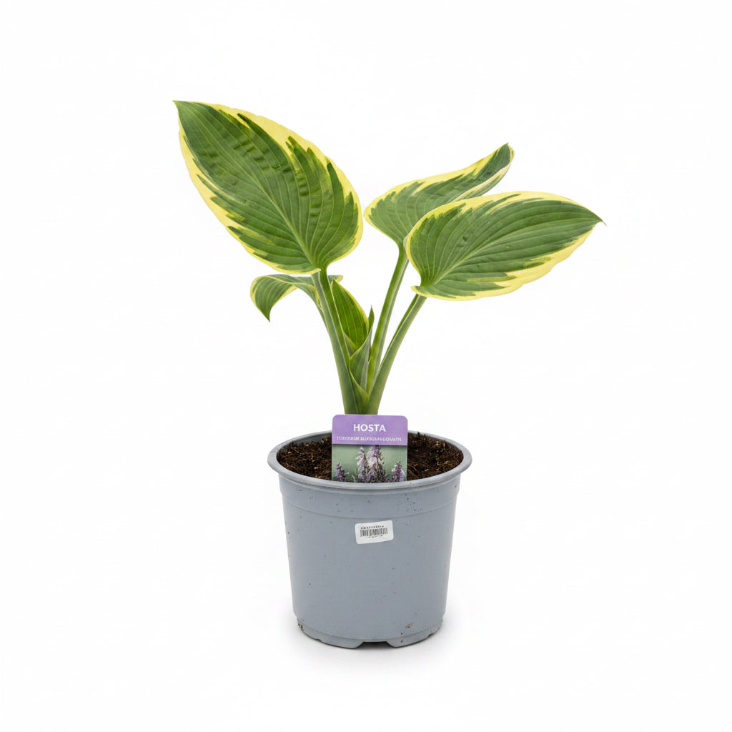 Hosta Mixed