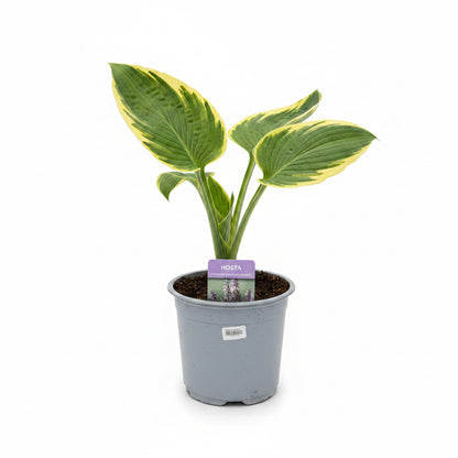 Hosta Mixed