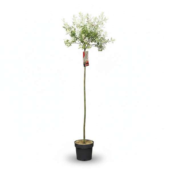 Salix integra flamingo