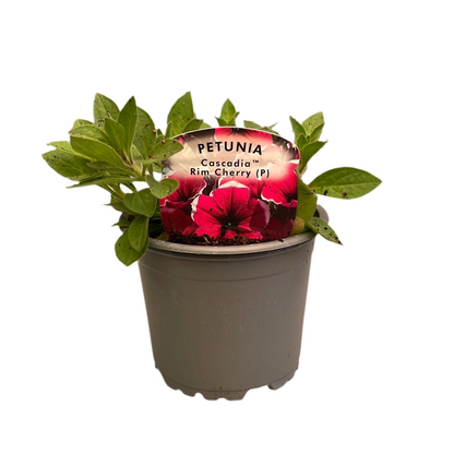 Petunia Cascade Rim Cherry