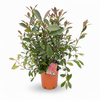 Photinia Carre Rouge