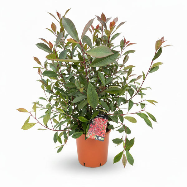 Photinia Carre Rouge