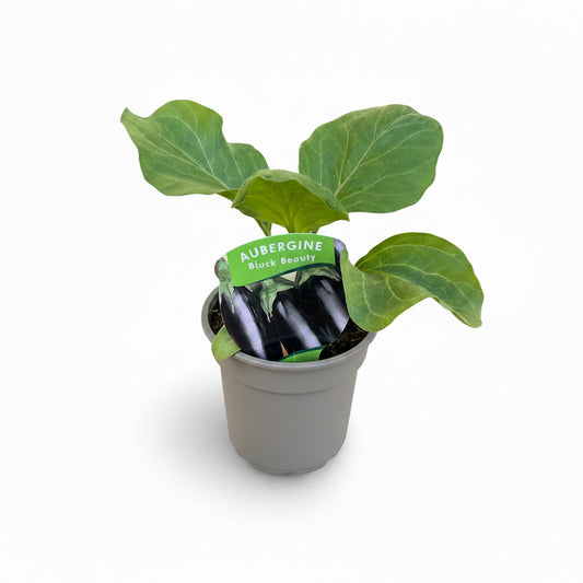 Aubergine - Black beauty