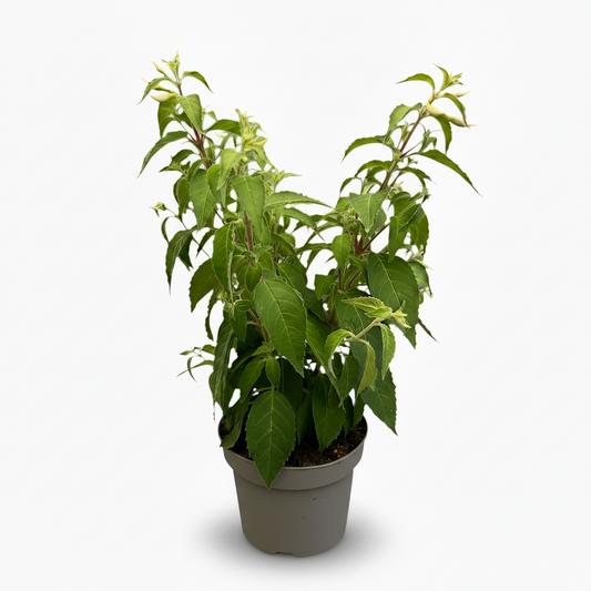 Fuchsia Bush