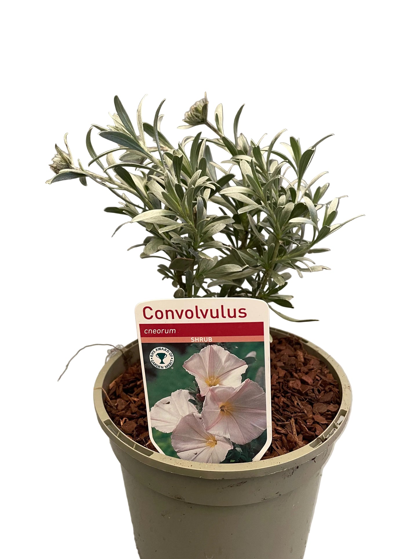 Convolvulus cneorum