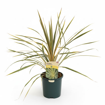 Cordyline australis 'Torbay Dazzler'
