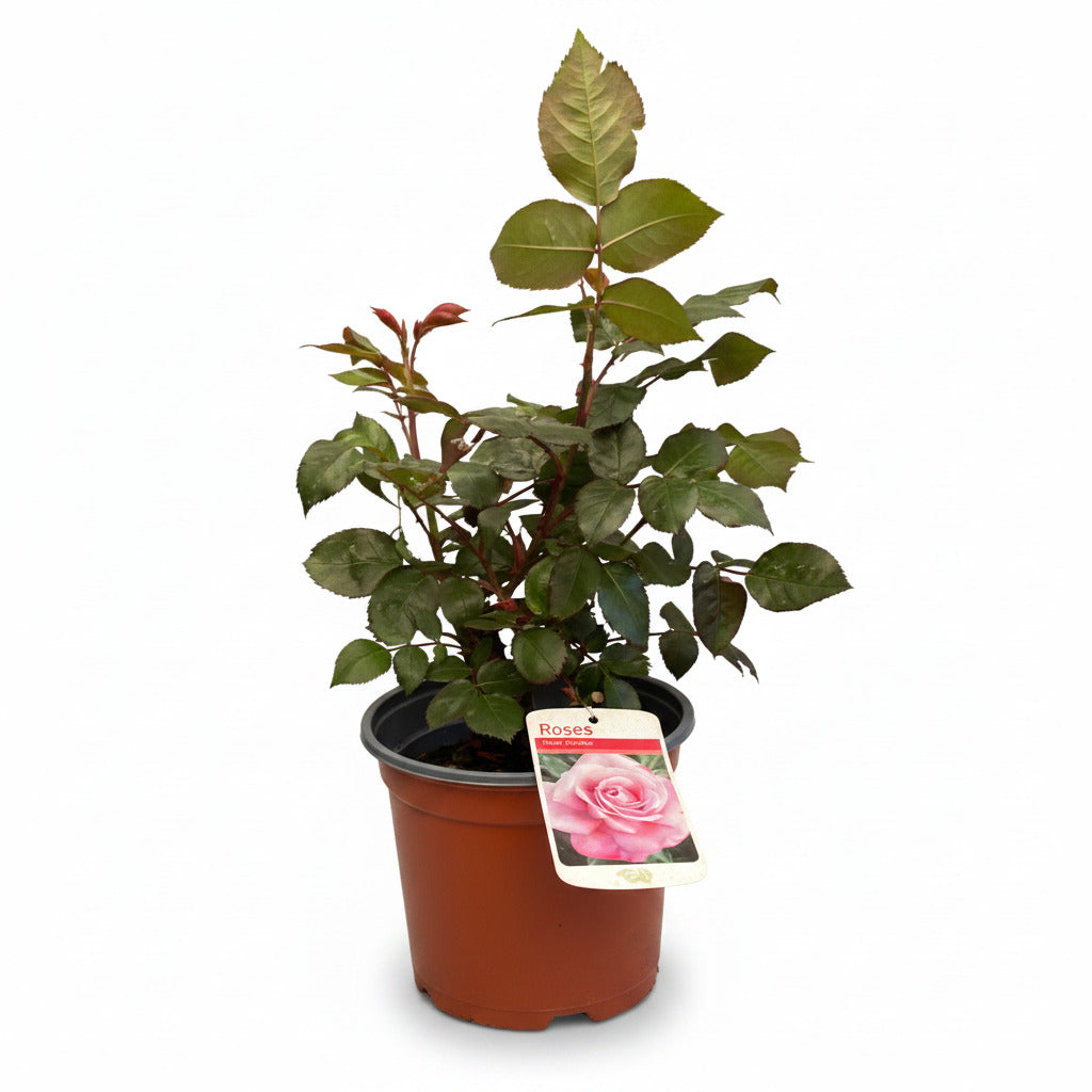 Rosa Silver Shadow