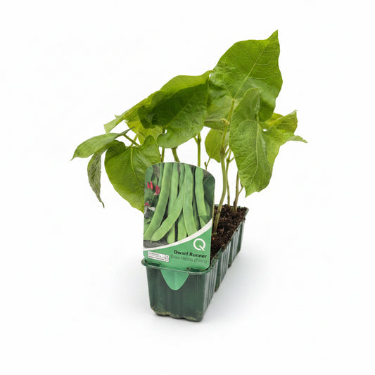 Bean Runner Dwarf Patio Hestia