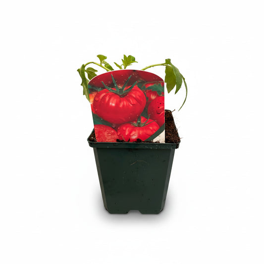 Tomato Beefmaster
