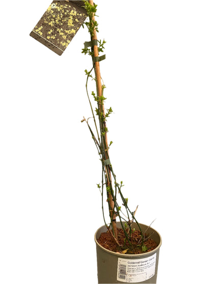 Jasminum nudiflorum