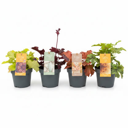 Heucherella Indian Summer Selection