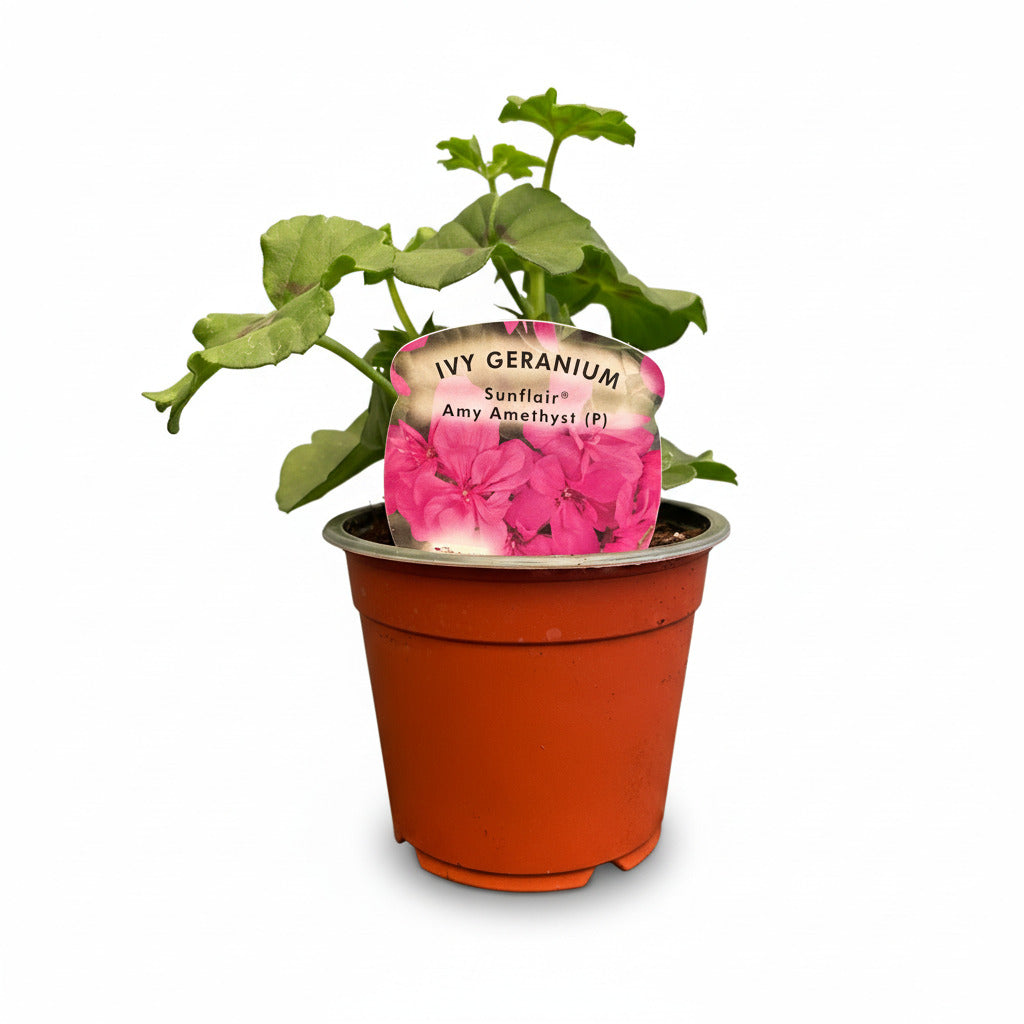 Geranium Trailing Amy Amethyst