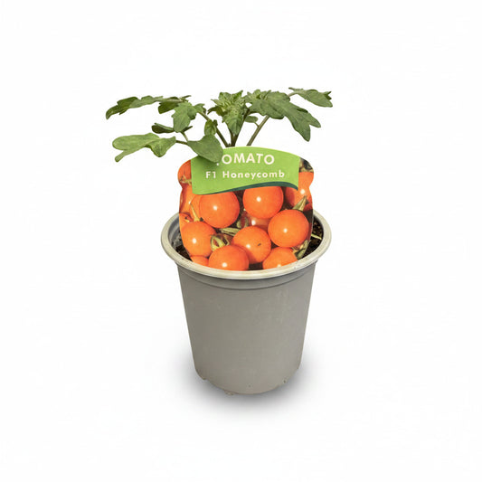 Tomato Honeycomb