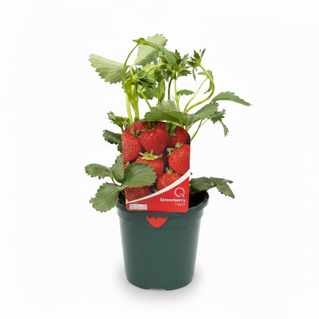 Strawberry Favori