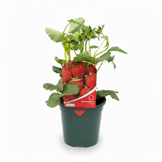 Strawberry Favori