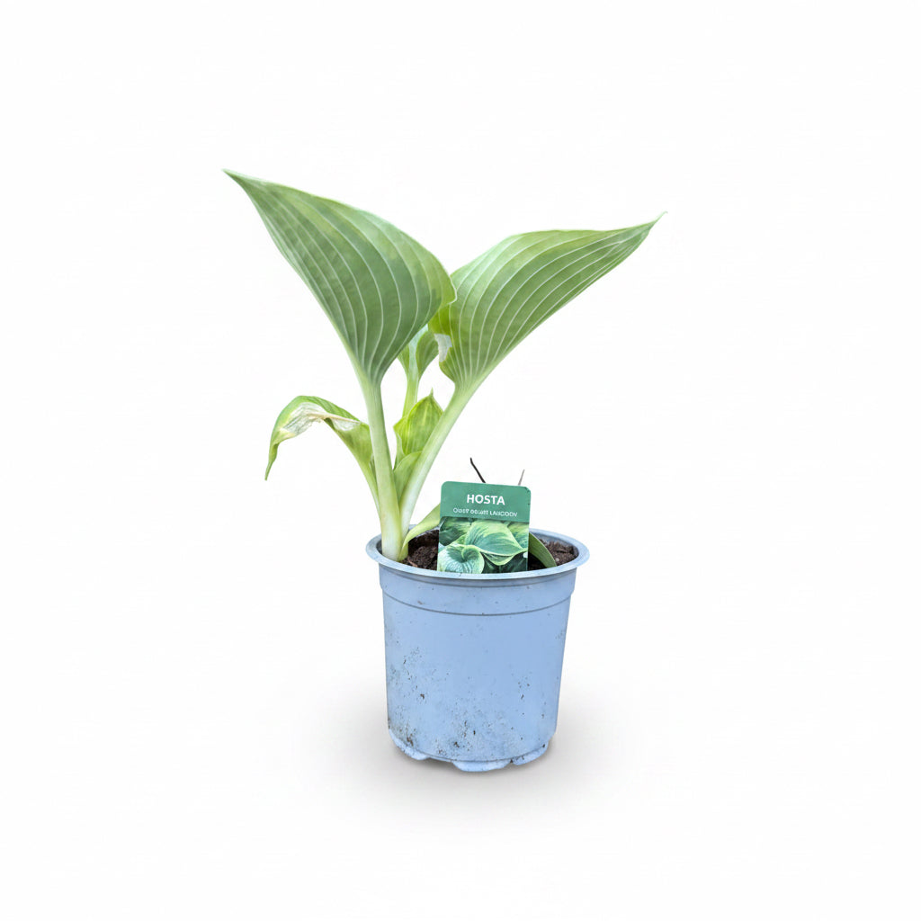 Hosta Mixed