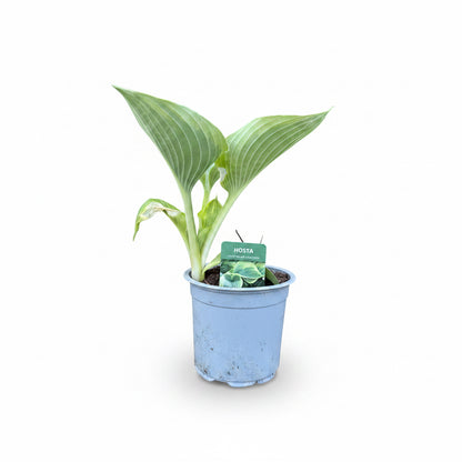 Hosta Mixed