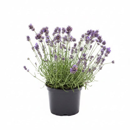 Lavandula angustifolia
