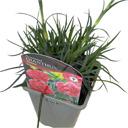 Dianthus Diane
