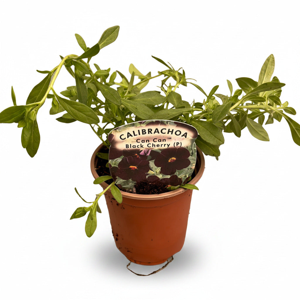 Calibrachoa ® (Million Bell)  Can Can Black Cherry