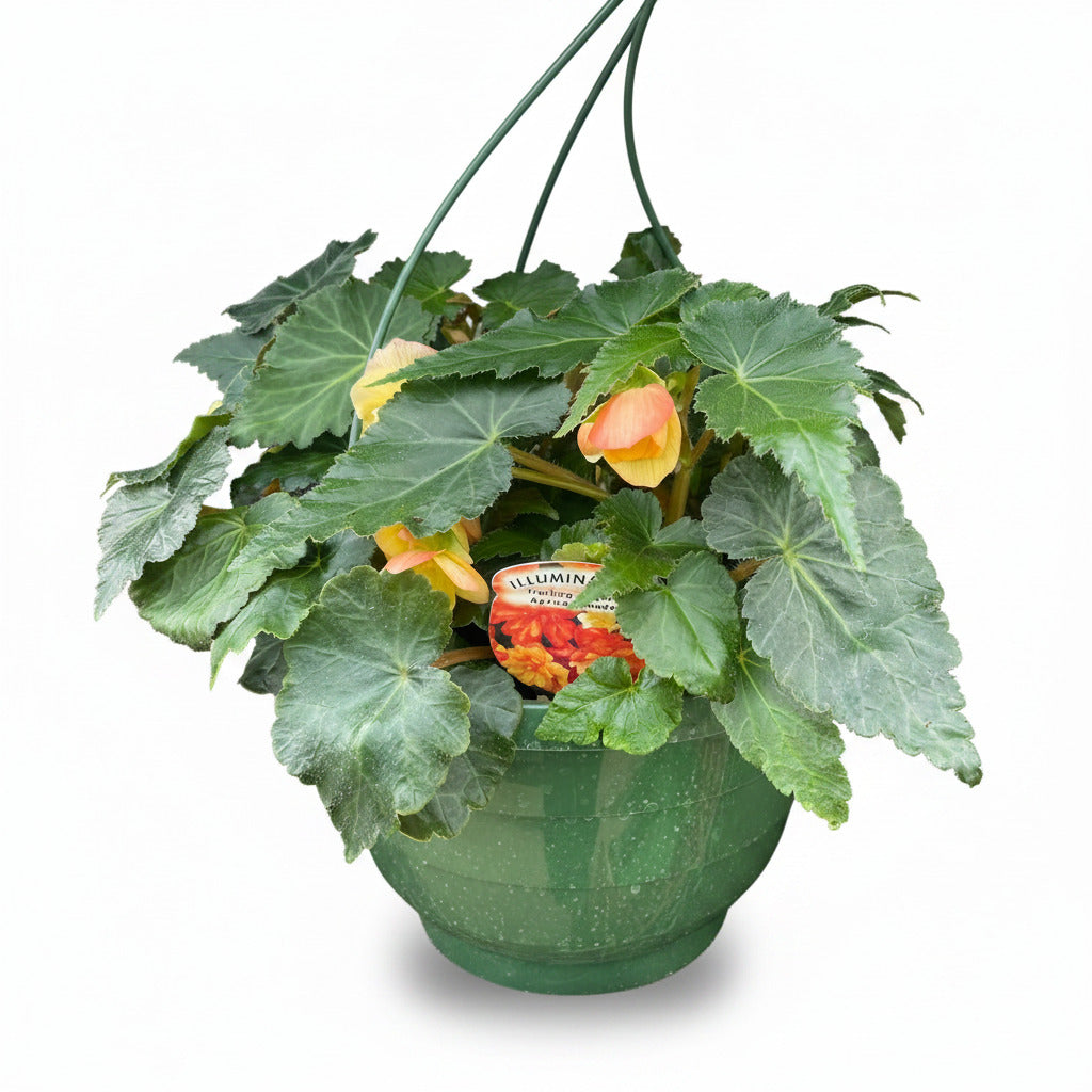Begonia Baskets