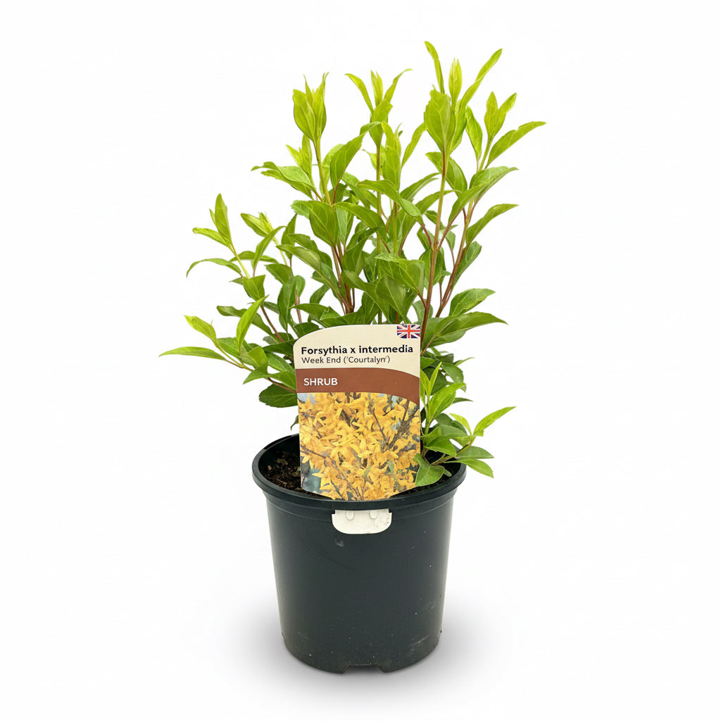 Forsythia intermedia
