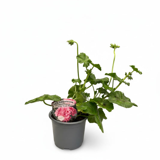 Geranium Trailing Erke Pink