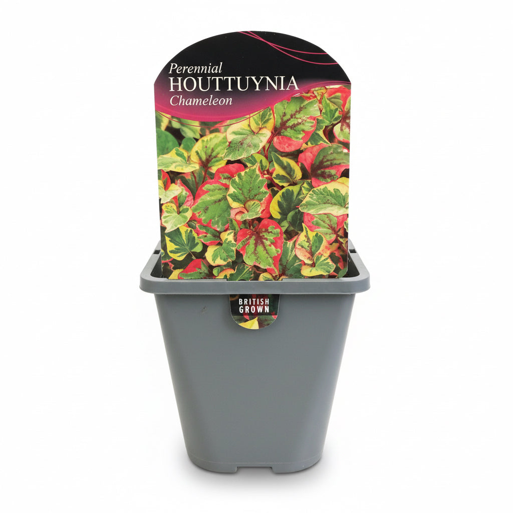 Houttuynia cordata Chameleon