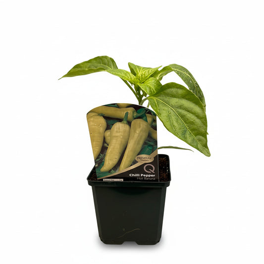 Chilli Pepper Hot Banana