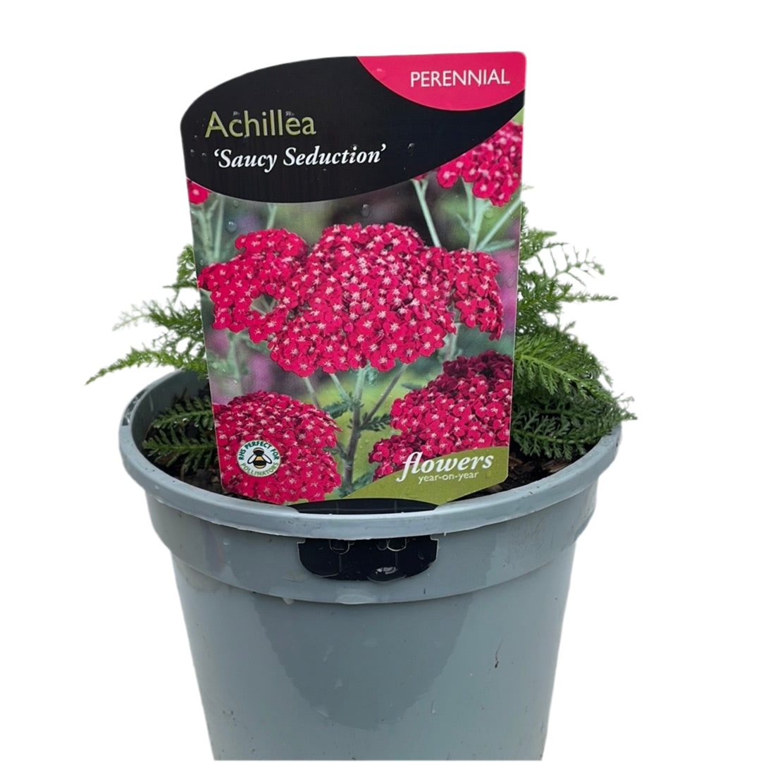 Achillea Saucy Seduction