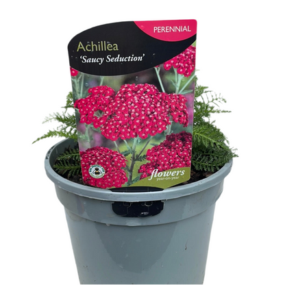 Achillea Saucy Seduction