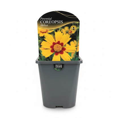 Coreopsis grandiflora Helliot