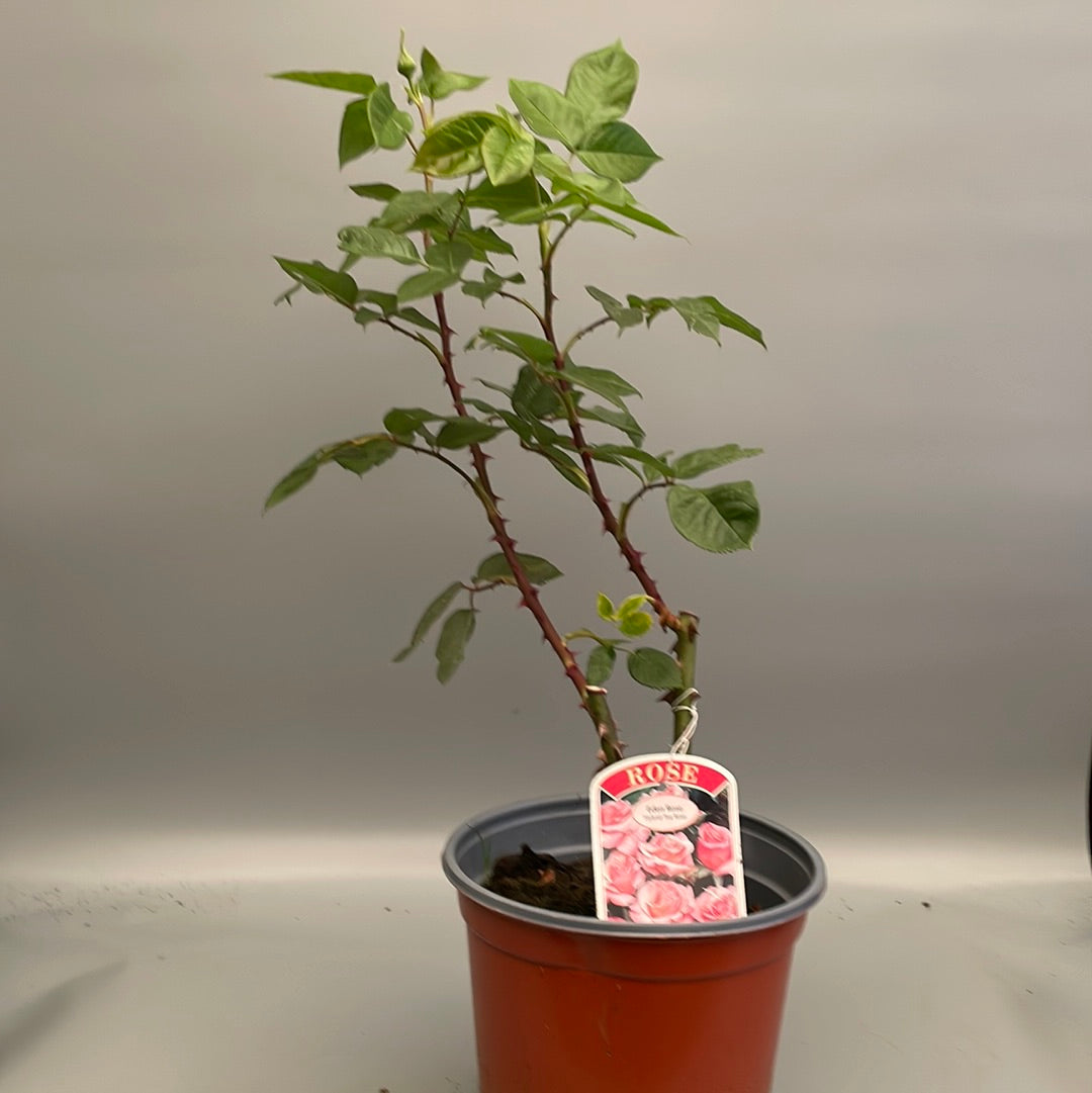 Rosa 'Eden Rose'