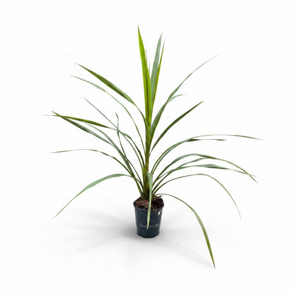 Cordyline Australis Green