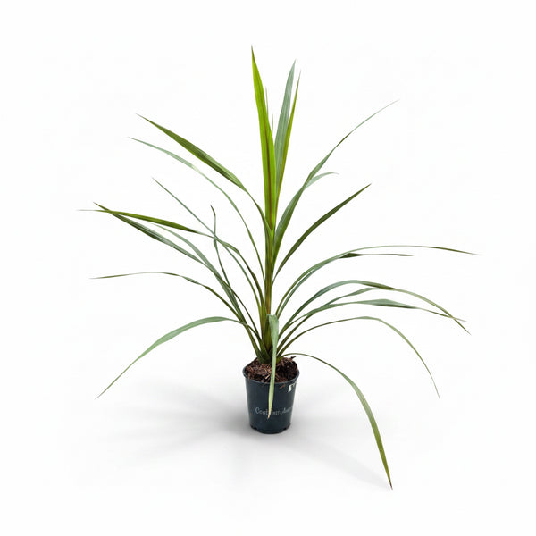 Cordyline Australis Green