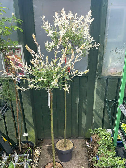 Salix integra flamingo