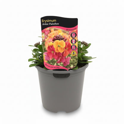 Erysimum Artist Paint Box