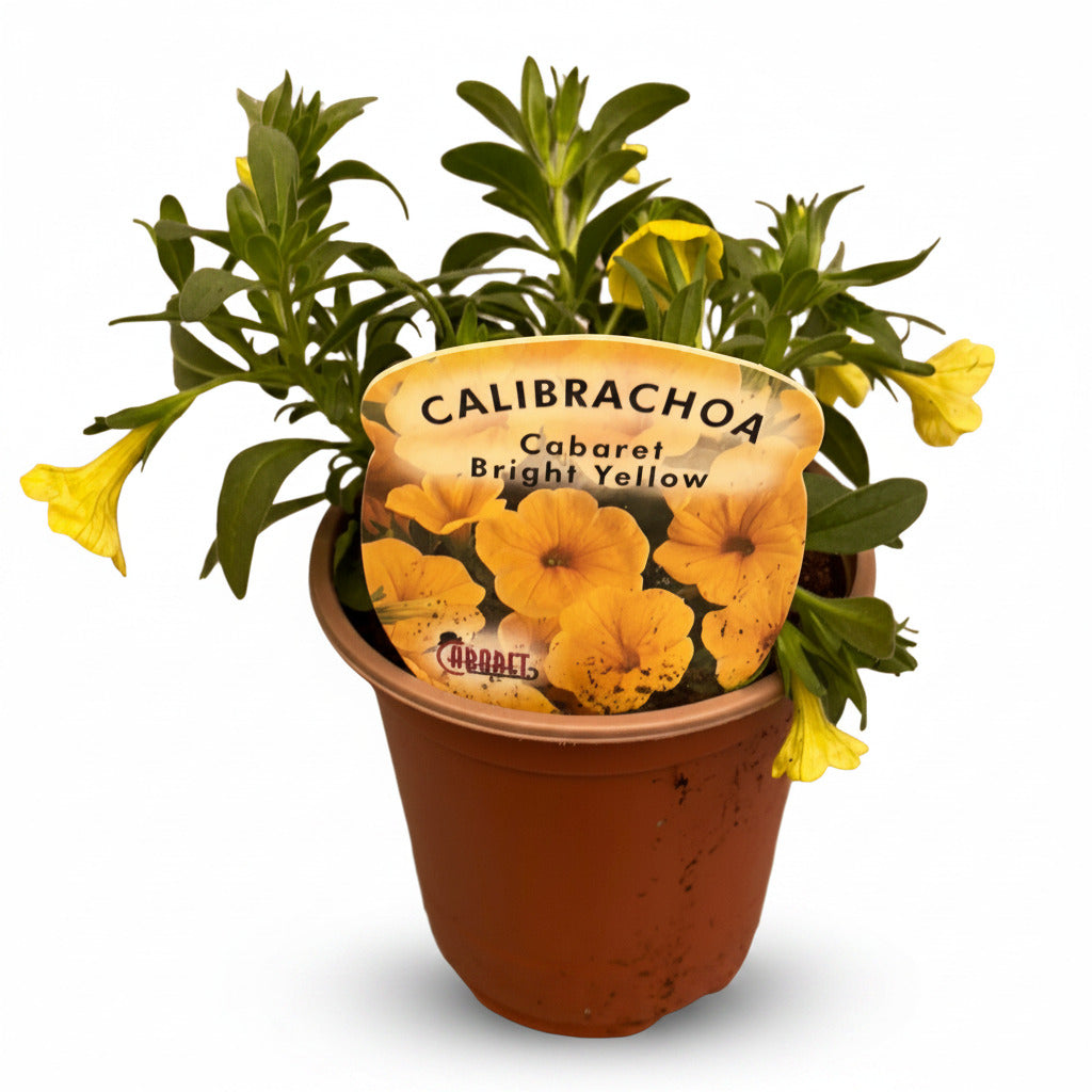 Calibrachoa ® (Million Bell)  Cabaret Bright Yellow