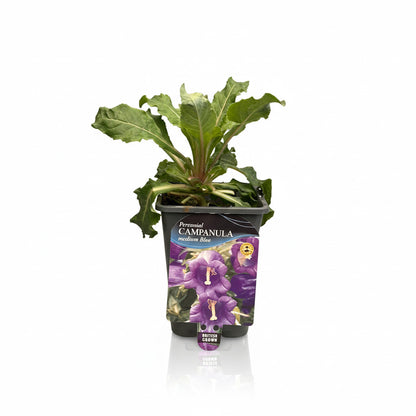 Campanula medium Blue